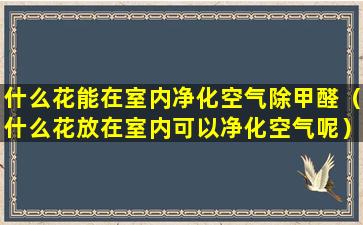 什么花能在室内净化空气除甲醛（什么花放在室内可以净化空气呢）