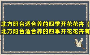 北方阳台适合养的四季开花花卉（北方阳台适合养的四季开花花卉有哪些）