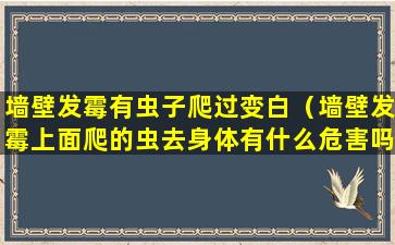 墙壁发霉有虫子爬过变白（墙壁发霉上面爬的虫去身体有什么危害吗）