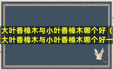 大叶香樟木与小叶香樟木哪个好（大叶香樟木与小叶香樟木哪个好一些）