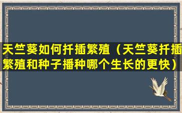 天竺葵如何扦插繁殖（天竺葵扦插繁殖和种子播种哪个生长的更快）