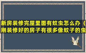 新房装修完屋里面有蚊虫怎么办（刚装修好的房子有很多像蚊子的虫子）