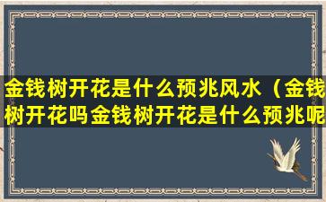 金钱树开花是什么预兆风水（金钱树开花吗金钱树开花是什么预兆呢）