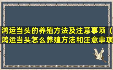 鸿运当头的养殖方法及注意事项（鸿运当头怎么养殖方法和注意事项）